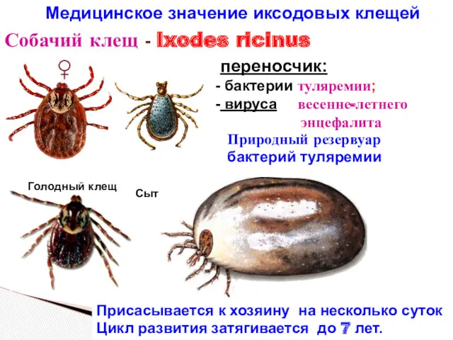 Медицинское значение иксодовых клещей Собачий клещ - Ixodes ricinus Присасывается