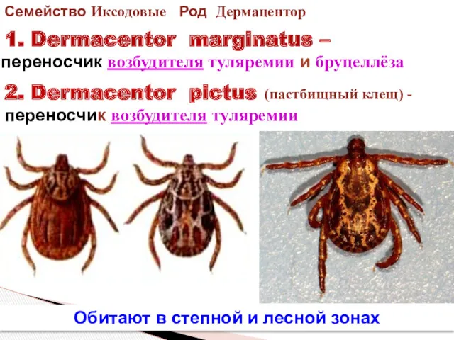 Семейство Иксодовые Род Дермацентор 1. Dermacentor marginatus – 2. Dermacentor