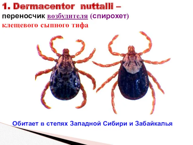 1. Dermacentor nuttalli – переносчик возбудителя (спирохет) клещевого сыпного тифа
