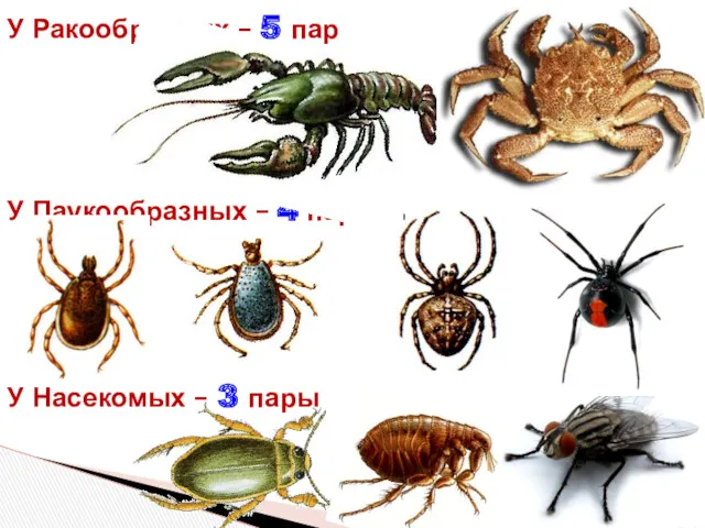 У Ракообразных – 5 пар У Паукообразных – 4 пары У Насекомых – 3 пары