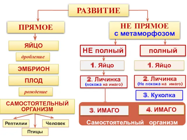 Самостоятельный организм РАЗВИТИЕ ПРЯМОЕ ЯЙЦО ПЛОД ЭМБРИОН дробление рождение САМОСТОЯТЕЛЬНЫЙ