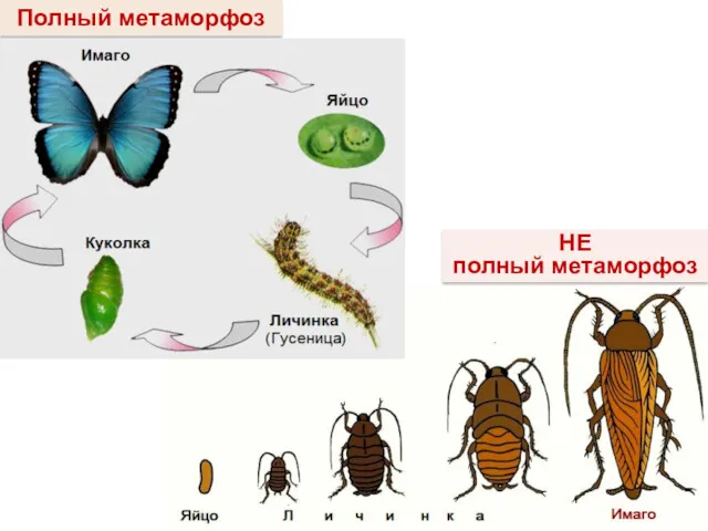 НЕ полный метаморфоз Полный метаморфоз