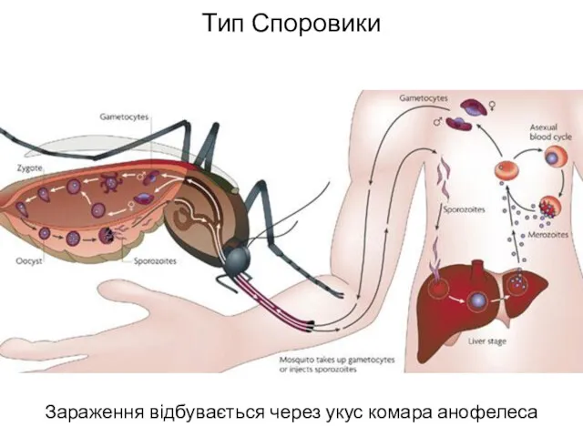 Тип Споровики Зараження відбувається через укус комара анофелеса Еритроцит людини із плазмодієм