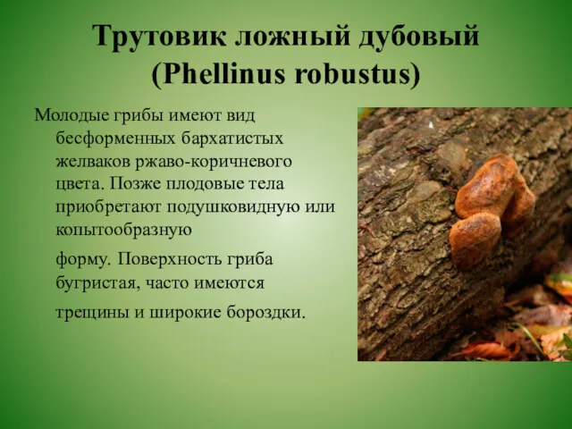 Трутовик ложный дубовый (Phellinus robustus) Молодые грибы имеют вид бесформенных бархатистых желваков ржаво-коричневого