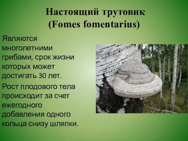 Настоящий трутовик (Fomes fomentarius) Являются многолетними грибами, срок жизни которых может достигать 30