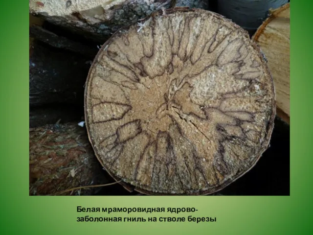 Белая мраморовидная ядрово-заболонная гниль на стволе березы
