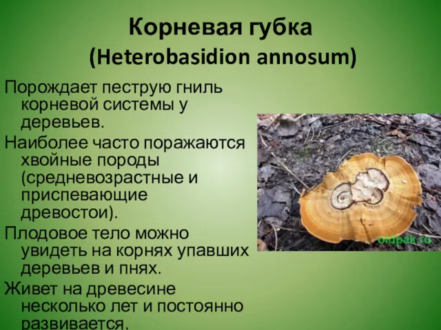 Корневая губка (Heterobasidion annosum) Порождает пеструю гниль корневой системы у деревьев. Наиболее часто