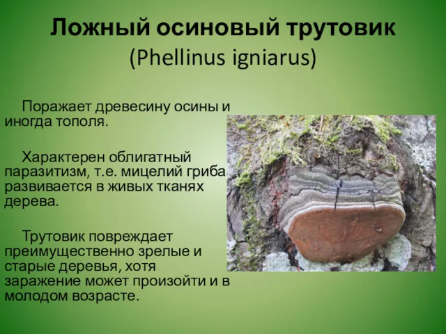 Ложный осиновый трутовик (Phellinus igniarus) Поражает древесину осины и иногда тополя. Характерен облигатный