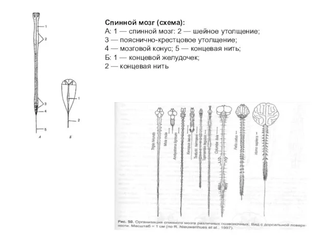Спинной мозг (схема): А: 1 — спинной мозг: 2 —