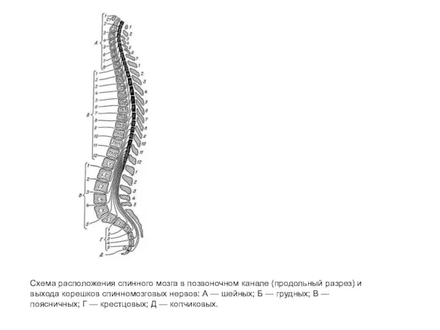 Схема расположения спинного мозга в позвоночном канале (продольный разрез) и