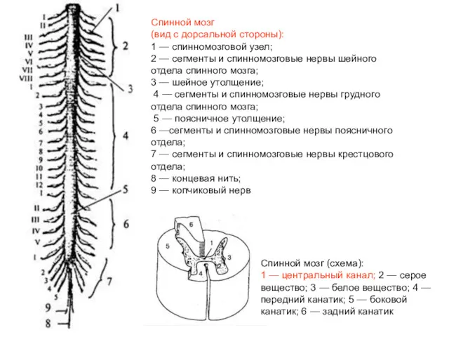 Спинной мозг (вид с дорсальной стороны): 1 — спинномозговой узел;