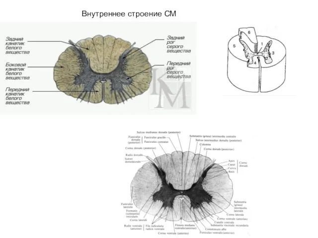 Внутреннее строение СМ