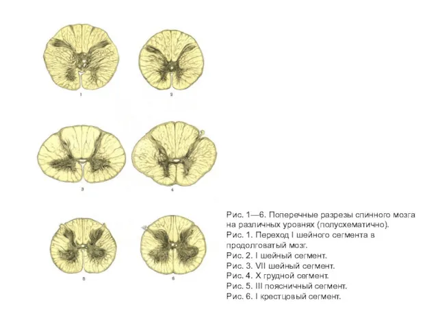 Рис. 1—6. Поперечные разрезы спинного мозга на различных уровнях (полусхематично).