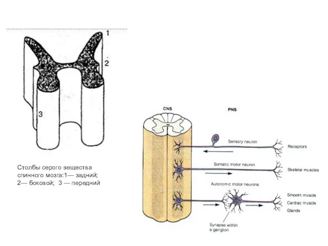 Столбы серого вещества спинного мозга:1— задний; 2— боковой; 3 — передний