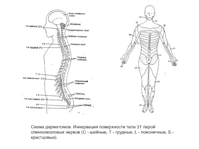 Схема дерматомов. Иннервация поверхности тела 31 парой спинномозговых нервов (С