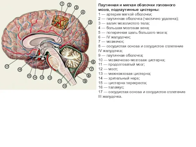 Паутинная и мягкая оболочки головного мозга, подпаутинные цистерны: 1 —