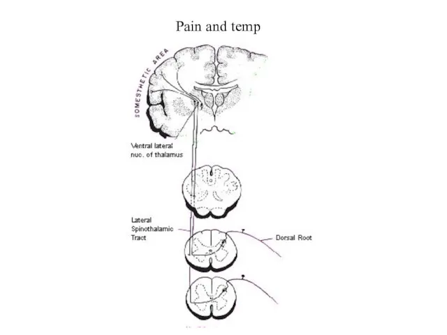 Pain and temp