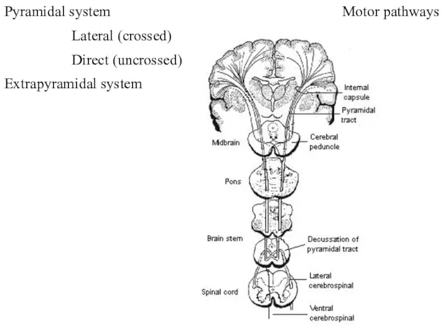 Motor pathways Pyramidal system Lateral (crossed) Direct (uncrossed) Extrapyramidal system