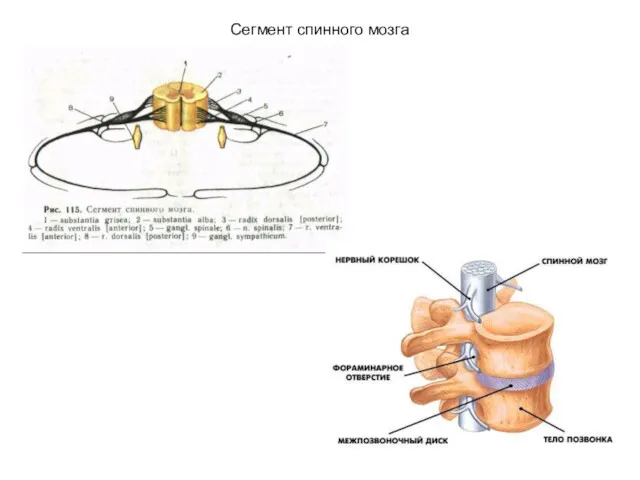 Сегмент спинного мозга