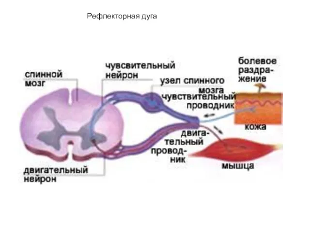 Рефлекторная дуга