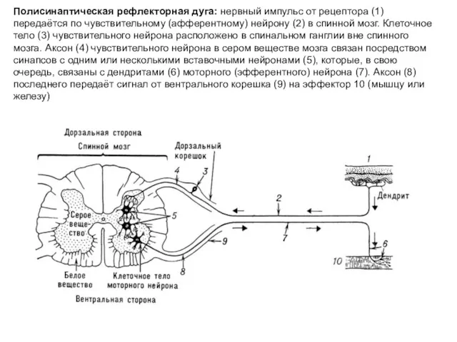 Полисинаптическая рефлекторная дуга: нервный импульс от рецептора (1) передаётся по