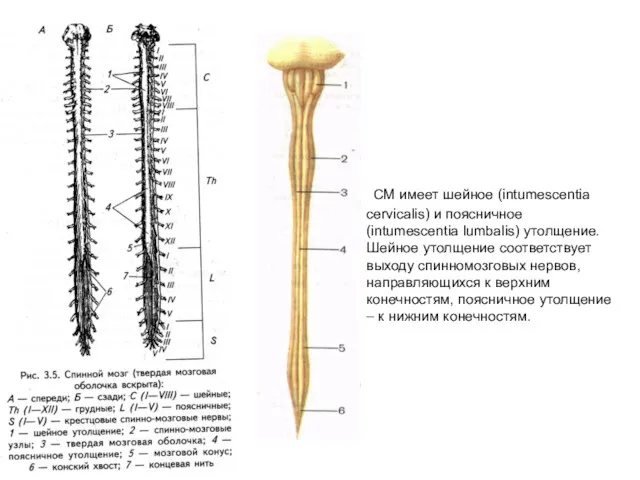 СМ имеет шейное (intumescentia cervicalis) и поясничное (intumescentia lumbalis) утолщение.