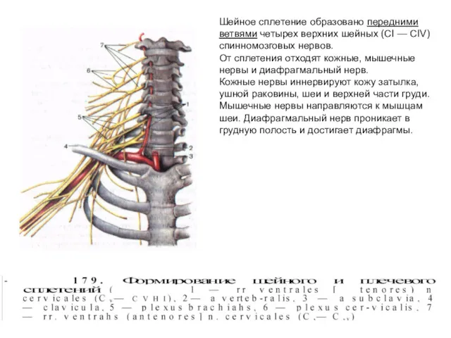 Шейное сплетение образовано передними ветвями четырех верхних шейных (СI —