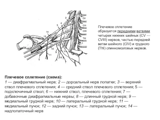 Плечевое сплетение образуется передними ветвями четырех нижних шейных (СV —