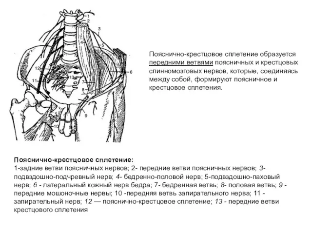 Пояснично-крестцовое сплетение образуется передними ветвями поясничных и крестцовых спинномозговых нервов,