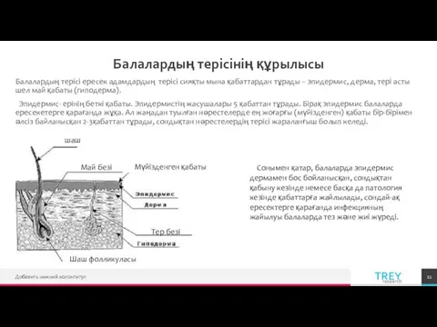 Балалардың терісінің құрылысы Балалардың терісі ересек адамдардың терісі сияқты мына