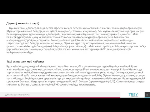 Дерма ( меншікті тері) Бұл қабаттың дәнекер тінінде теріге тіректік