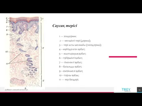 1 — эпидермис 2 — меншікті тері (дерма); 3— тері
