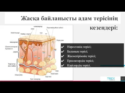 Жасқа байланысты адам терісінің кезеңдері: Нәрестенің терісі; Баланың терісі; Жасөспірімнің терісі; Ересектердің терісі; Кәрілердің терісі.