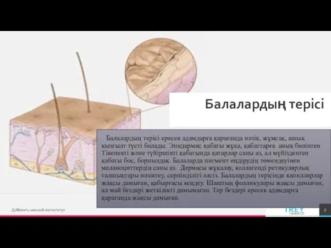 Балалардың терісі Балалардың терісі ересек адамдарға қарағанда нәзік, жұмсақ, ашық