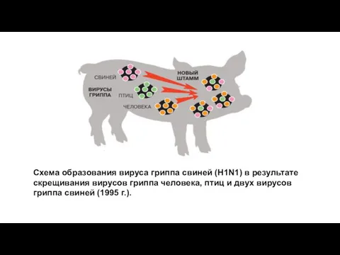 Схема образования вируса гриппа свиней (H1N1) в результате скрещивания вирусов