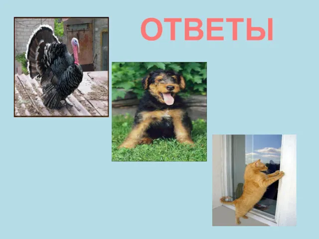 ОТВЕТЫ