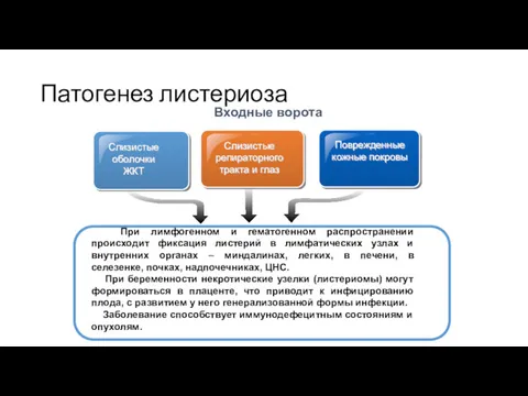 Патогенез листериоза Слизистые оболочки ЖКТ Слизистые репираторного тракта и глаз