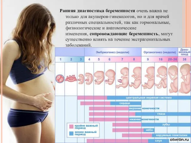 Ранняя диагностика беременности очень важна не только для акушеров-гинекологов, но
