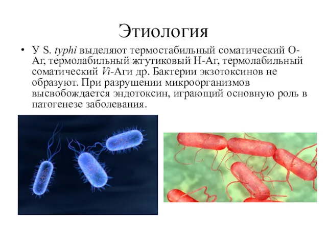 Этиология У S. typhi выделяют термостабильный соматический О-Аг, термолабильный жгутиковый