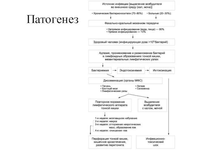 Патогенез