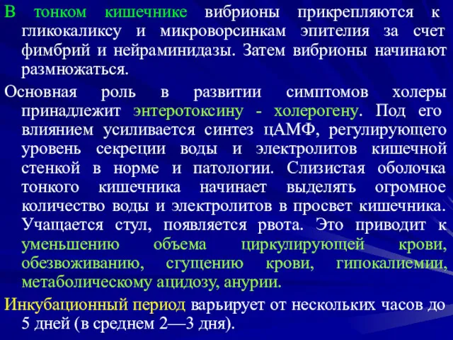 В тонком кишечнике вибрионы прикрепляются к гликокаликсу и микроворсинкам эпителия