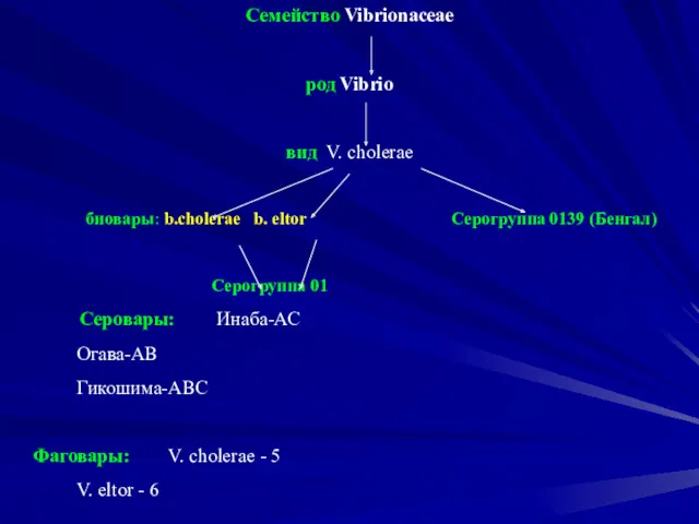 Семейство Vibrionaceae род Vibrio вид V. cholerae биовары: b.cholerae b.
