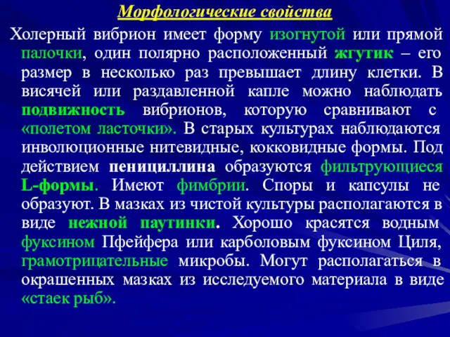 Морфологические свойства Холерный вибрион имеет форму изогнутой или прямой палочки,