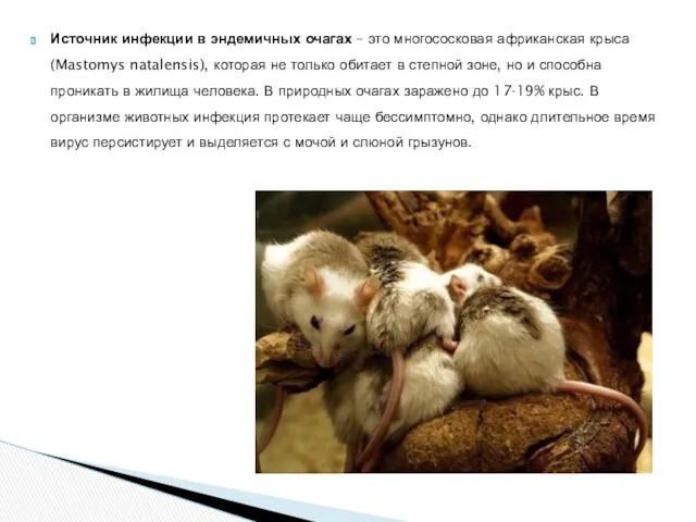 Источник инфекции в эндемичных очагах – это многососковая африканская крыса