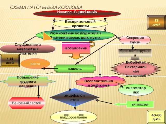 СХЕМА ПАТОГЕНЕЗА КОКЛЮША Носитель В. pertussis Восприимчивый организм Размножение возбудмтеля