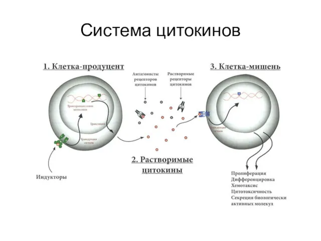 Система цитокинов