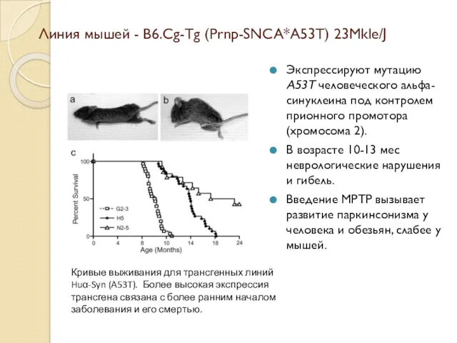Линия мышей - B6.Cg-Tg (Prnp-SNCA*A53T) 23Mkle/J Экспрессируют мутацию A53T человеческого