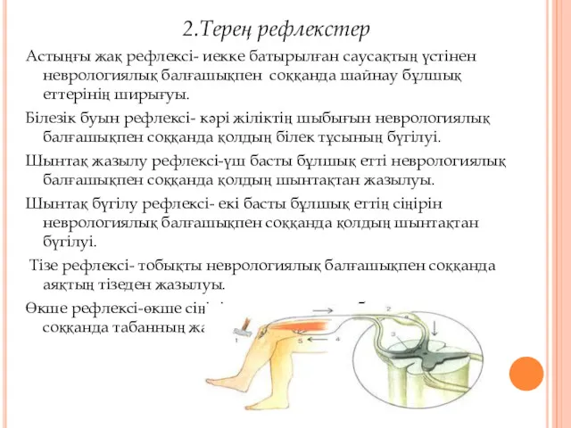 2.Терең рефлекстер Астыңғы жақ рефлексі- иекке батырылған саусақтың үстінен неврологиялық