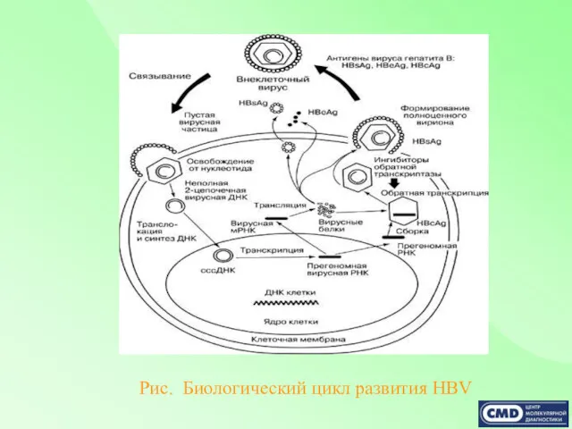 Рис. Биологический цикл развития HBV