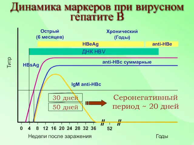 IgM anti-HBc anti-HBc суммарные HBsAg Острый (6 месяцев) HBeAg Хронический